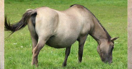 Weidehaltung bietet auch hochträchtigen Stuten eine optimale Ernährungsgrundlage.