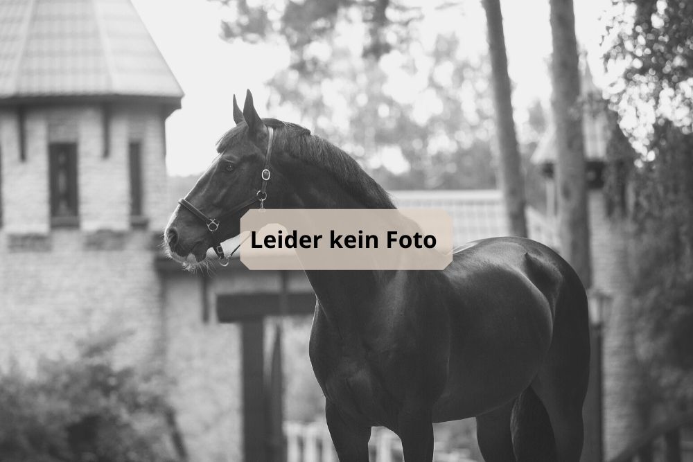 Bild von Hengst Dimaggio Black