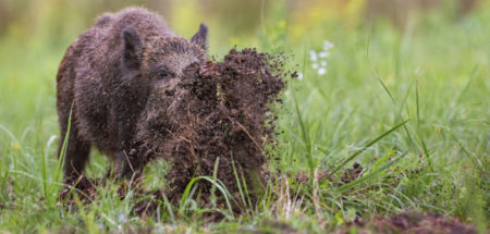 Wildschwein