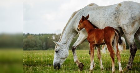 Für ein Traumfohlen braucht es den passenden Hengst.