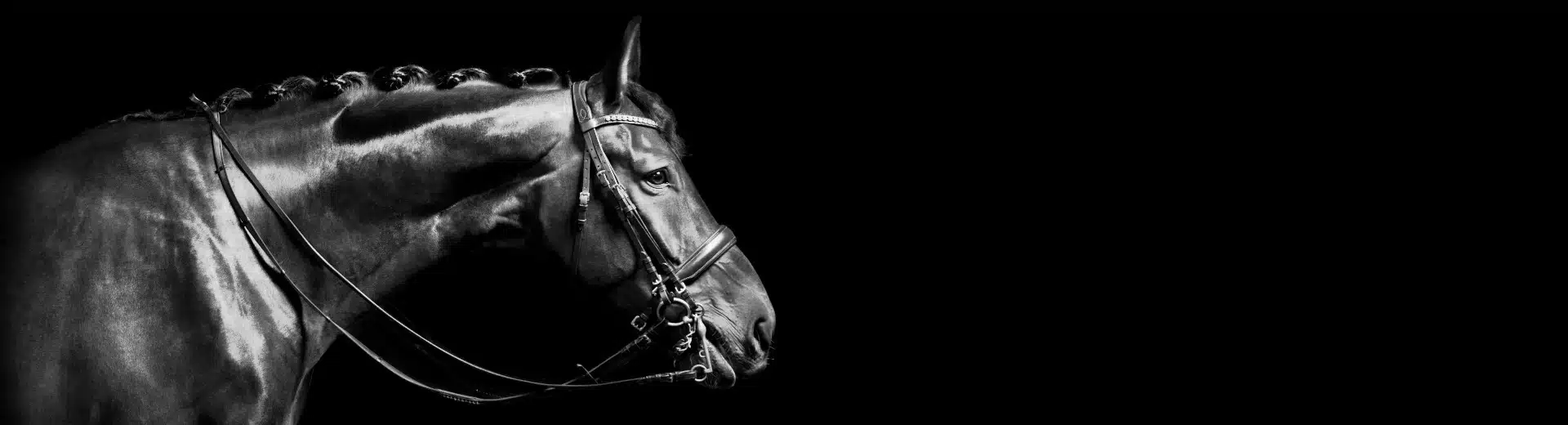 Arbeitskreis Pferd Fachgruppe Zucht