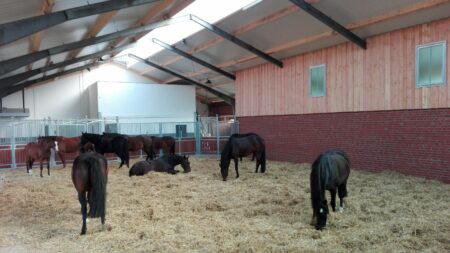 Liegehalle des Aktivstalls