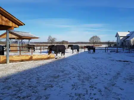 Pferde auf dem Auslauf auf dem Aktivstall Ramcke