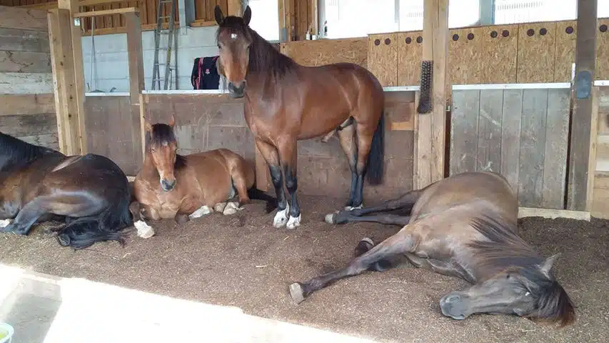 Mehrere braune Pferde befinden sich in einem offenen Stallbereich mit Holz- und Metallwänden. Ein Pferd steht aufmerksam in der Mitte des Bildes, während andere Pferde entspannt liegen oder ruhen. Der Boden ist mit Einstreu bedeckt und der Stall ist gut belüftet und lichtdurchflutet.