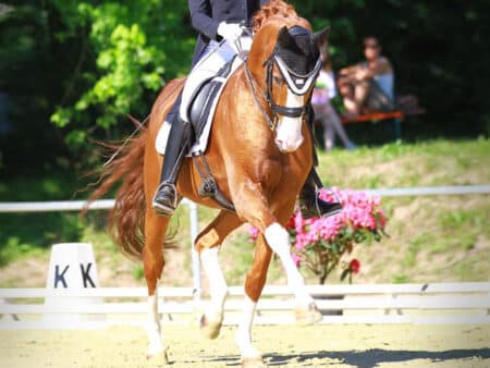 Bild von Hengst [11081]
