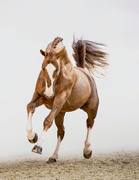 AGANIX DU SEIGNEUR Z