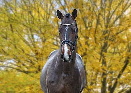 BRILLANT DU REVENTON