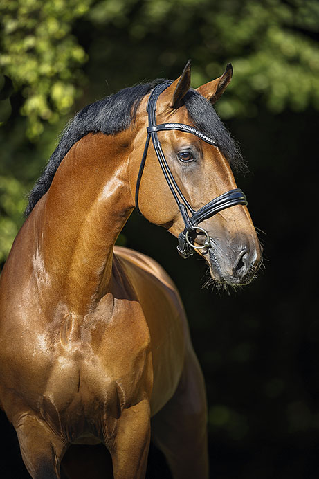 CHACCO VAN’T ROOSAKKER SR