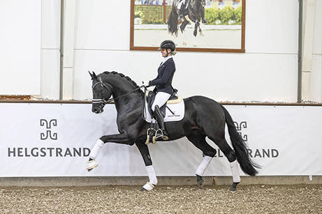 STRAIGHT HORSE LEONARDO